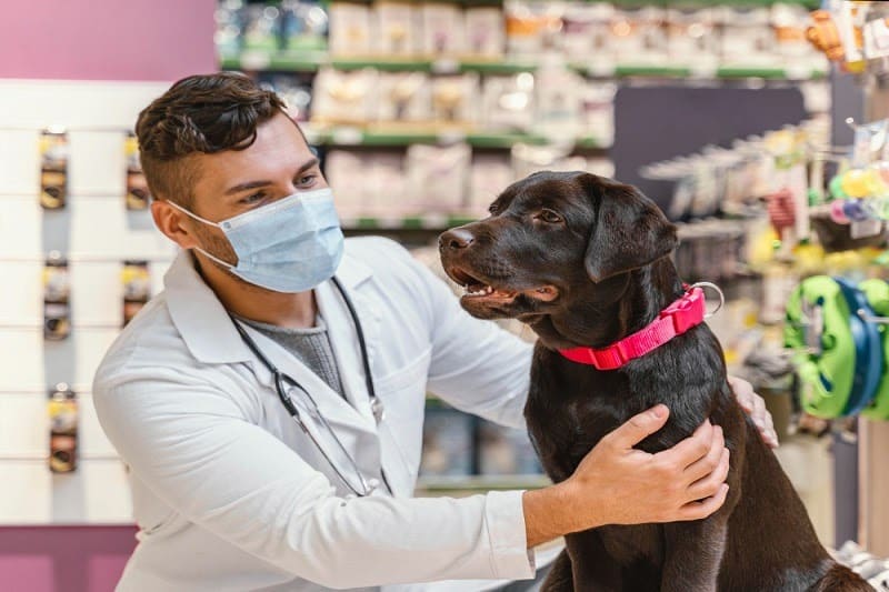 Tributação para clínica veterinária foto médico veterinário cuidando de um pet labrador